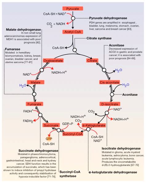 Energy Metabolism in Cancer: The Roles of STAT3 and STAT5 in the ...
