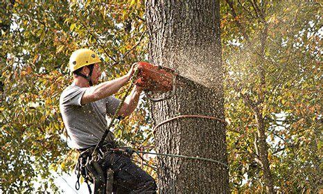 Image result for Tree Top Tree Service