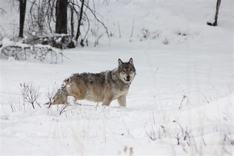 Image result for Wolves of Yellowstone Changing Ecosystem