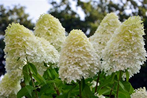 Panicle Hydrangeas for Fall Appeal - Weston Nurseries