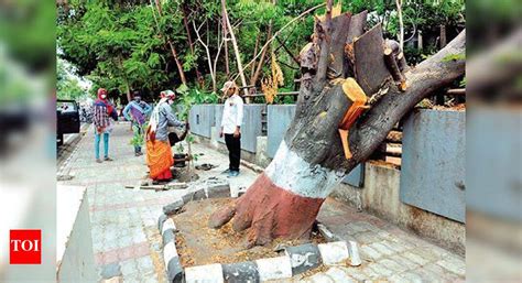 Surat Municipal Corporation to plant trees of native species during the ...