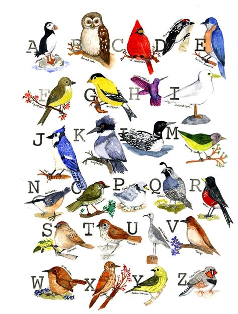 Types Of Birds 4 Letters at Autumn Allen blog