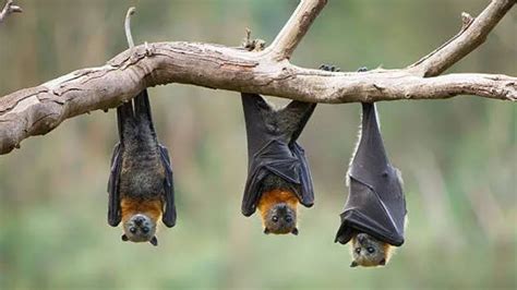 Large presence of bats in Western Ghats; Nipah may spread to southern ...