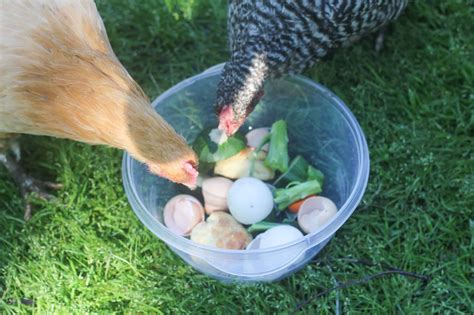 Can You Feed Chickens Chicken Scraps at Claire Ryder blog