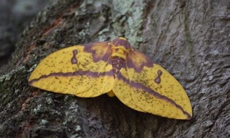 Monster Moths: 15 Big Moth Species Found In The World - The Hamny