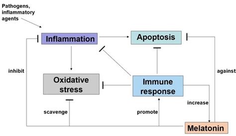 Insight of Melatonin: The Potential of Melatonin to Treat Bacteria ...