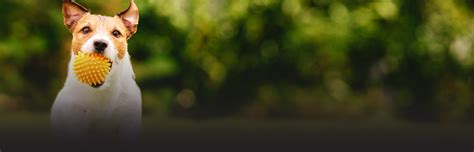 NexGard | Flea and tick chew treatment for dogs