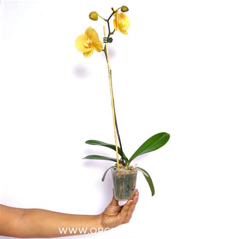 Phalaenopsis OX Lottery Prince Orchid Plant - FF – Orchid-Tree