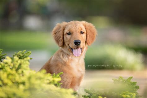 Cute Golden Retriever Puppy