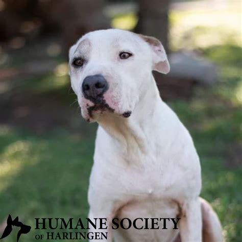 Humane Society of Harlingen (@hshtxorg) / Twitter