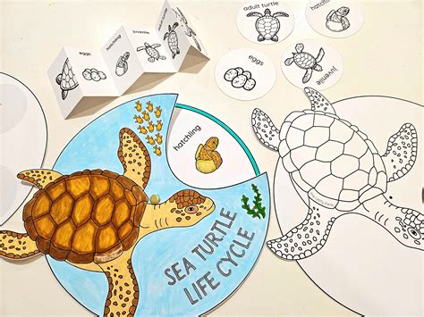 Sea Turtle Life Cycle Coloring Page [2025]