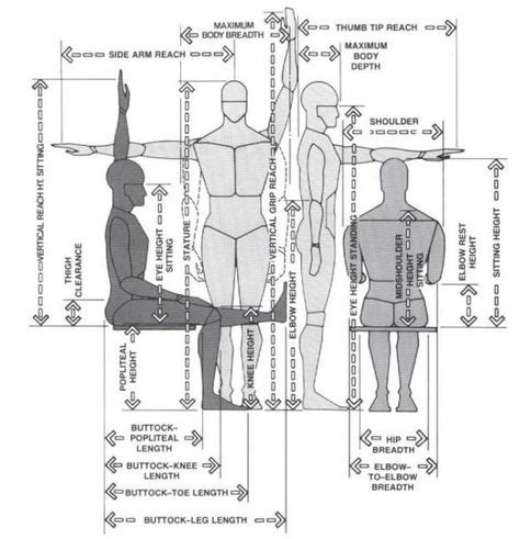Image result for Humanscale Chart
