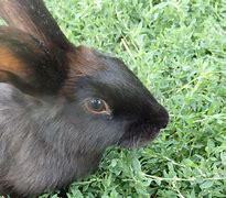 Image result for Black Rabbit Animal