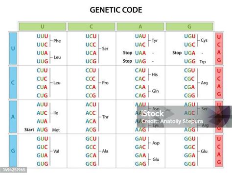 How to Read Genetic Code Table 的图像结果