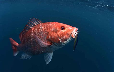Image result for Snapper Animal