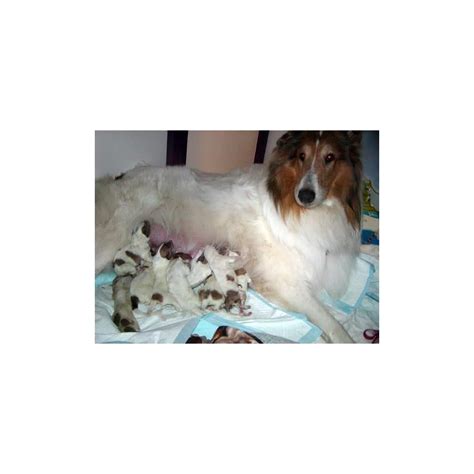 Canine Breeding Innovations Big Dog Whelping Kit 12 Beethoven Classic ...