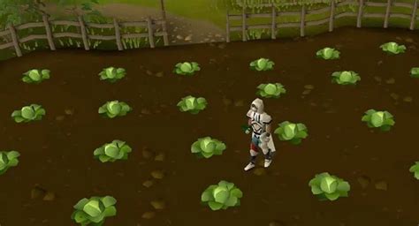 Image result for OSRS Farming Run Guide