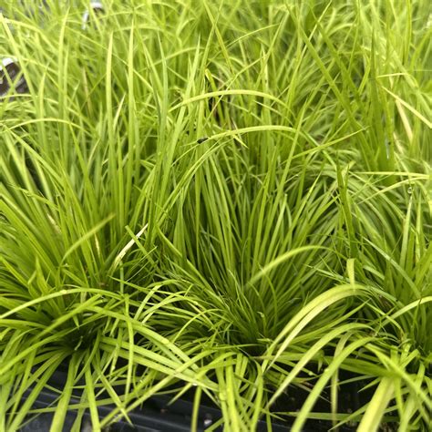 Acorus gramineus 'Minimus Aureus' (Sweet Flag) - Cavano's Perennials