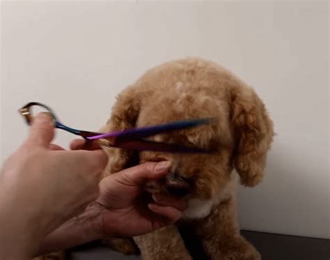 Image result for Cockapoo Grooming Face