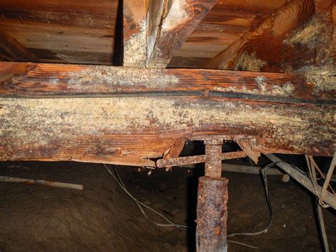Floor Joists Explained: Definition, Types, and Installation