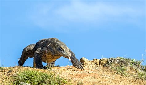 wisata pulau komodo murah