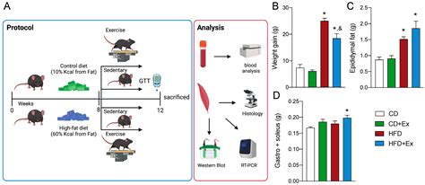 Exercise Induces an Augmented Skeletal Muscle Mitochondrial Unfolded ...