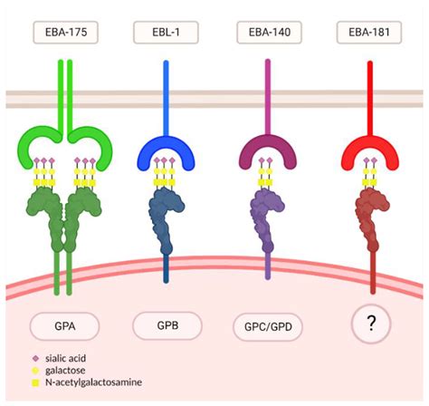 Red Blood Cells Oligosaccharides as Targets for Plasmodium Invasion