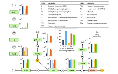 Image result for Folate Function