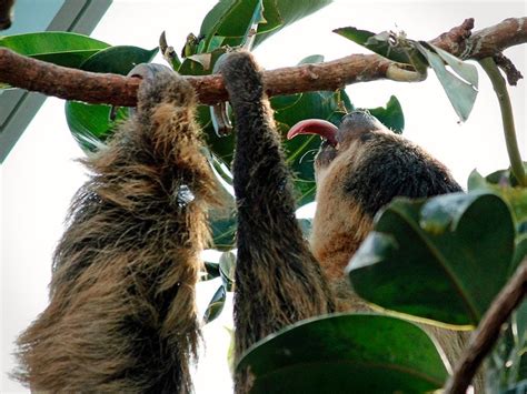 Image result for Linne's Two-Toed Sloth
