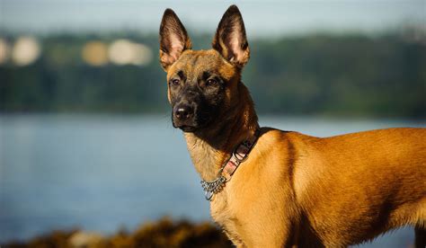 Belgian Malinois Dog Breed