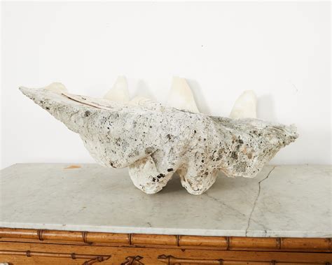 Image result for Large Clam Shells