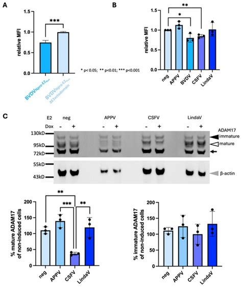 Modulation of ADAM17 Levels by Pestiviruses Is Species-Specific