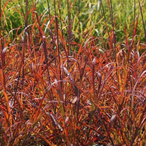 Red October Big Bluestem Grass | Plant Addicts