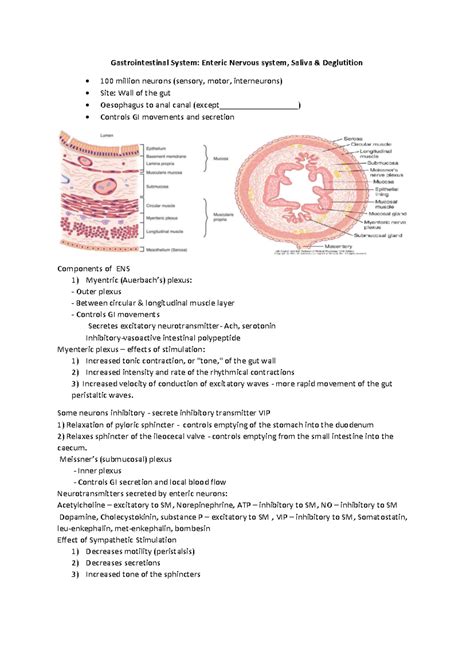 GIT-ENS: Overview of Saliva and Deglutition Mechanisms - Studocu