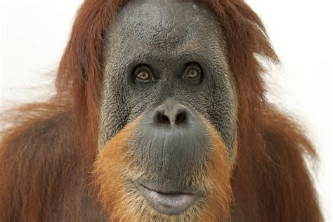 What Do Orangutans Eat