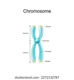 Image result for Chromosome Microarray Test