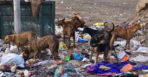 SC Stays Bombay HC Observation On Adopting Strays To Feed Them, Allows ...