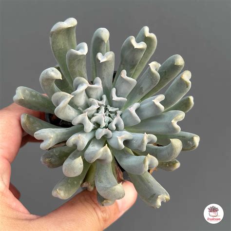 Echeveria Runyonii Topsy Turvy ไม้อวบน้ำ กุหลาบหิน Cactus&Succulent ...