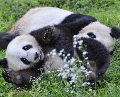 Image result for Panda Example in Python