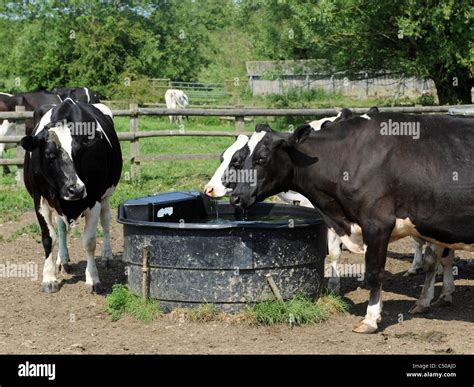 Cows drinking from a water trough, thirsty cows Stock Photo - Alamy