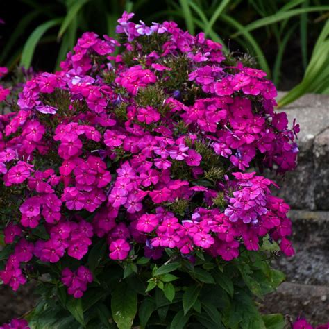 Phlox Paniculata Luminary Ultraviolet Phlox | SiteOne