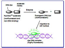 Life Technologies India -- Life Tech India