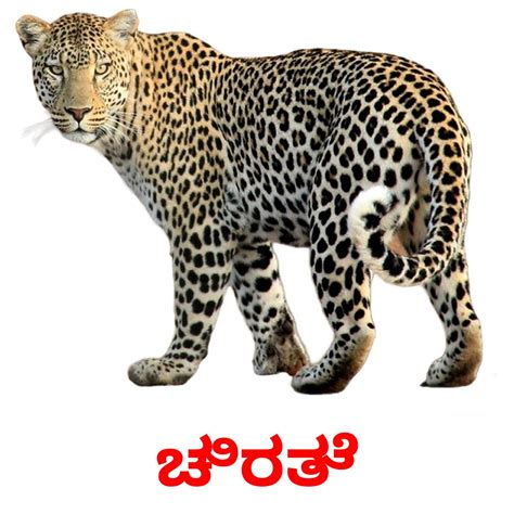 22 Printable Jungle animals Flashcards in Kannada (Free PDF)
