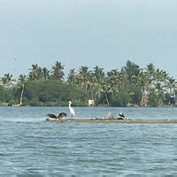 2023 Kayaking in Mangrove Forest of Paravur Backwaters near Varkala and ...