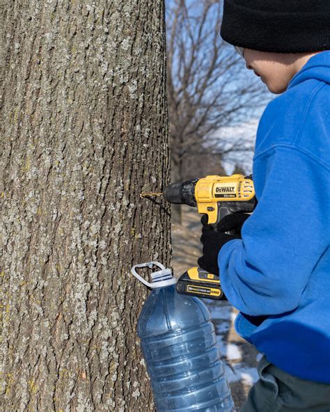 Image result for Extracting Maple Syrup From Trees