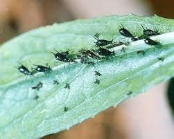 PEST MANAGEMENT IN SAFFLOWER – Khethari