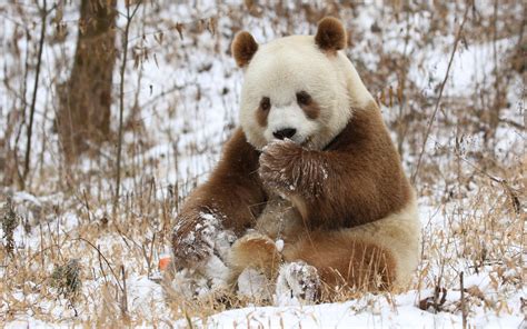 世界唯一活体棕色大熊猫七仔惬意撒欢-新华网