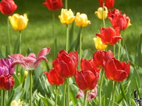 Download Hd Spring Red And Yellow Tulips Wallpaper | Wallpapers.com