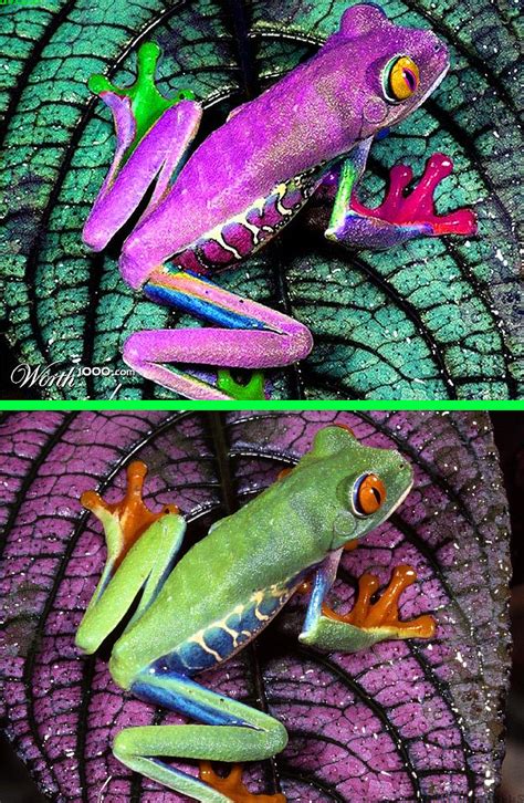 Purple frog purple tree frog - koolquik