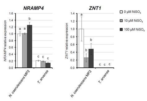 Overexpression of ZNT1 and NRAMP4 from the Ni Hyperaccumulator Noccaea ...